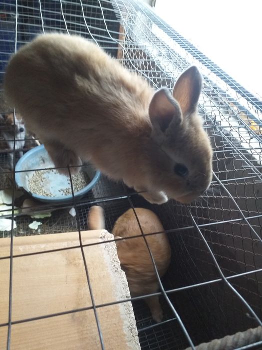 Кролики молодняк