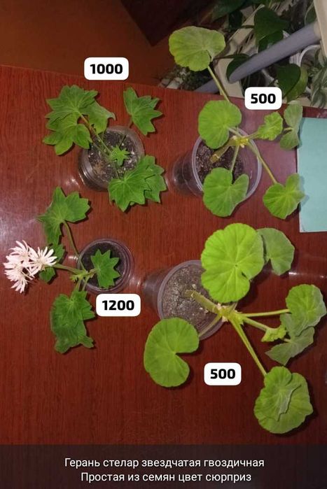 Комнатные цветы и отростки