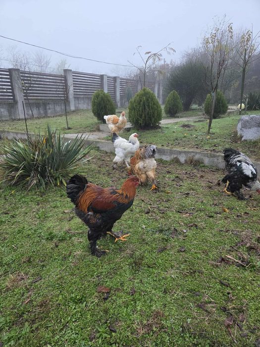 Cocoș și găini Brahma  100 ,,,250. Lei in funcție de pasăre