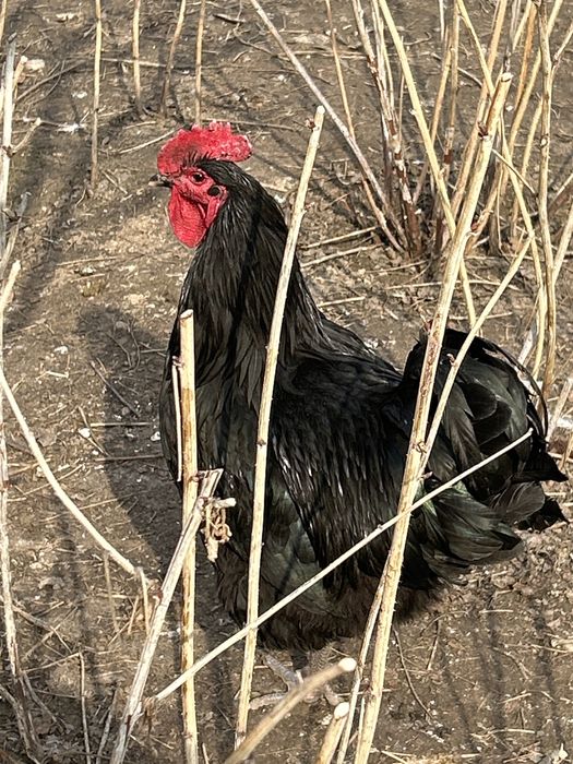 Продам Джерсийский гигант