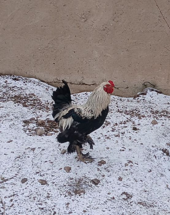 Продам Петух молодой