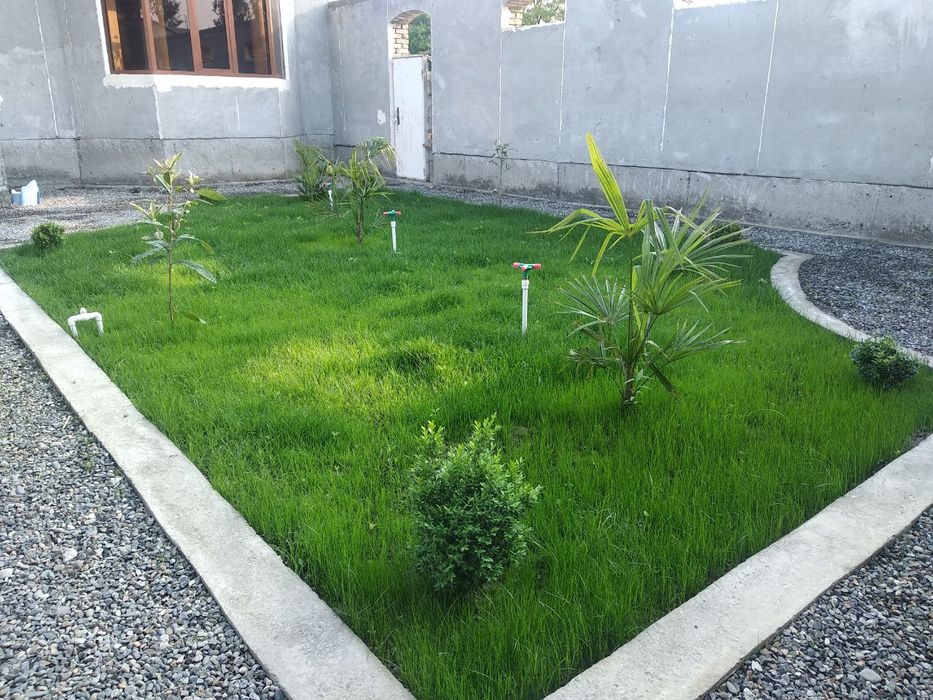 Газон тайёри ва ўруғдан экамиз гарантия 100%