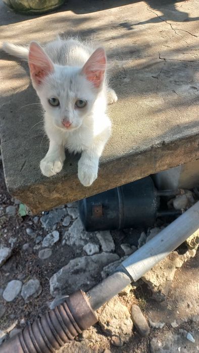 Подарявам котета