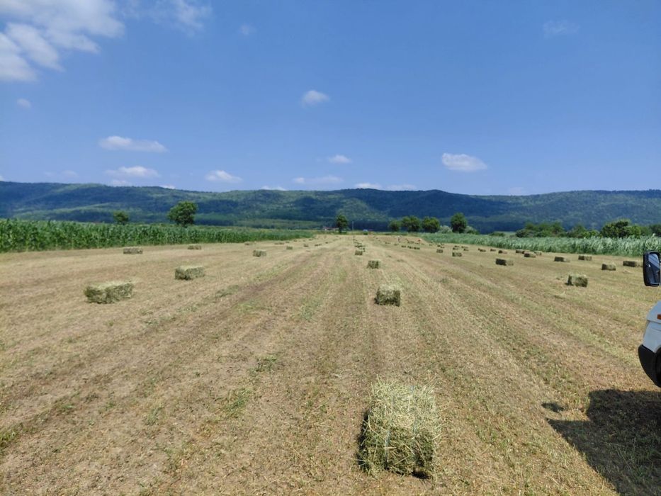 Baloți de lucernă