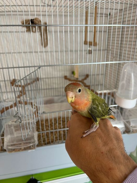 Papagal agapornis + colivie