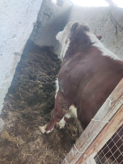 Сементал, зот учун букача 1.5 йошар    адрес когон Ш. Заготка