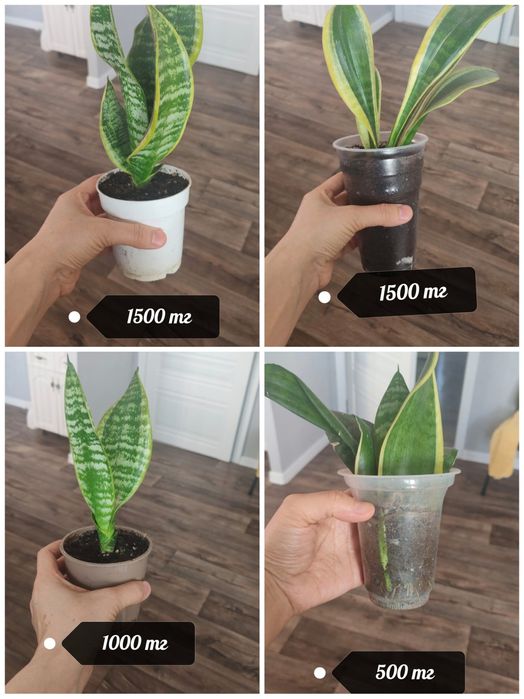 Спатифиллум район Компоселок