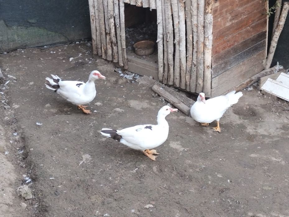 Rațe mute 5 bucăți