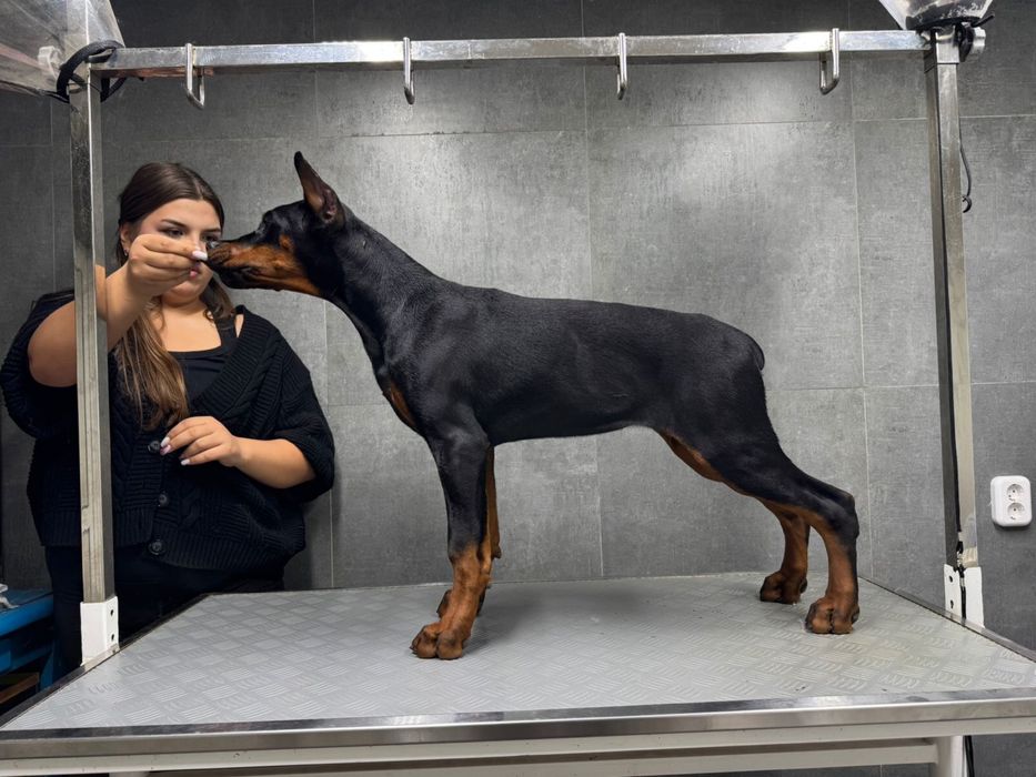 Подрощенный щенок добермана ( девочка)