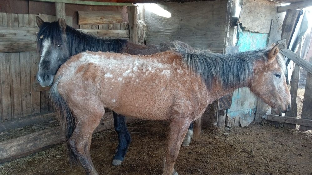 Байтал сатылады          .