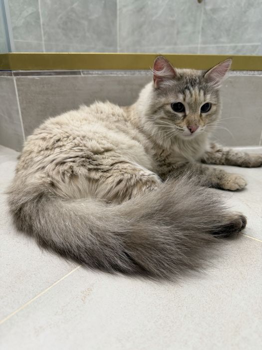 Отдам кошку в добрые руки