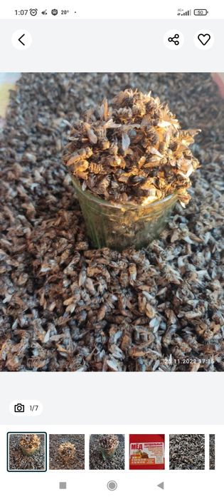 Мёд и пчелопродукция