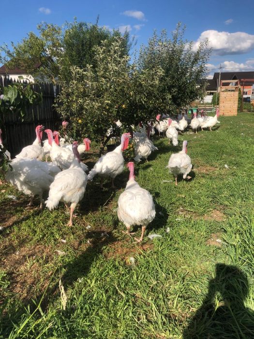 Curcani crescuti in curte in aer liber