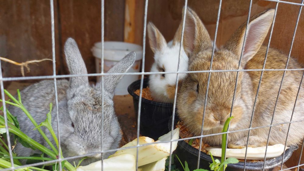 Кролики   1 месяц