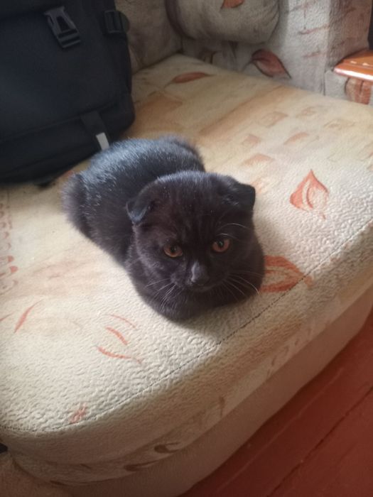 Британка девочка котёнок