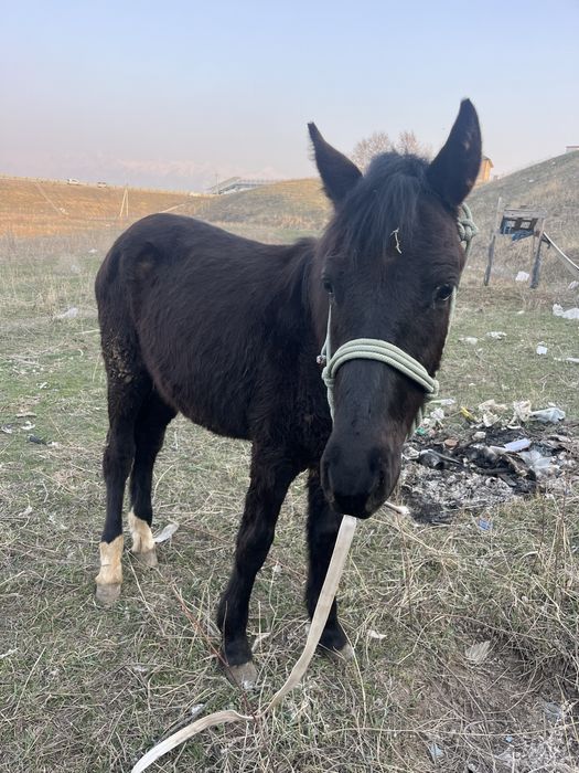 Вечерние  платья