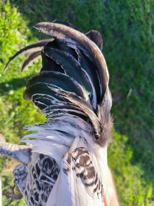 Разплодни яйца от Сребърно брезе Бантам-страхотни птици ,спокойни и ед