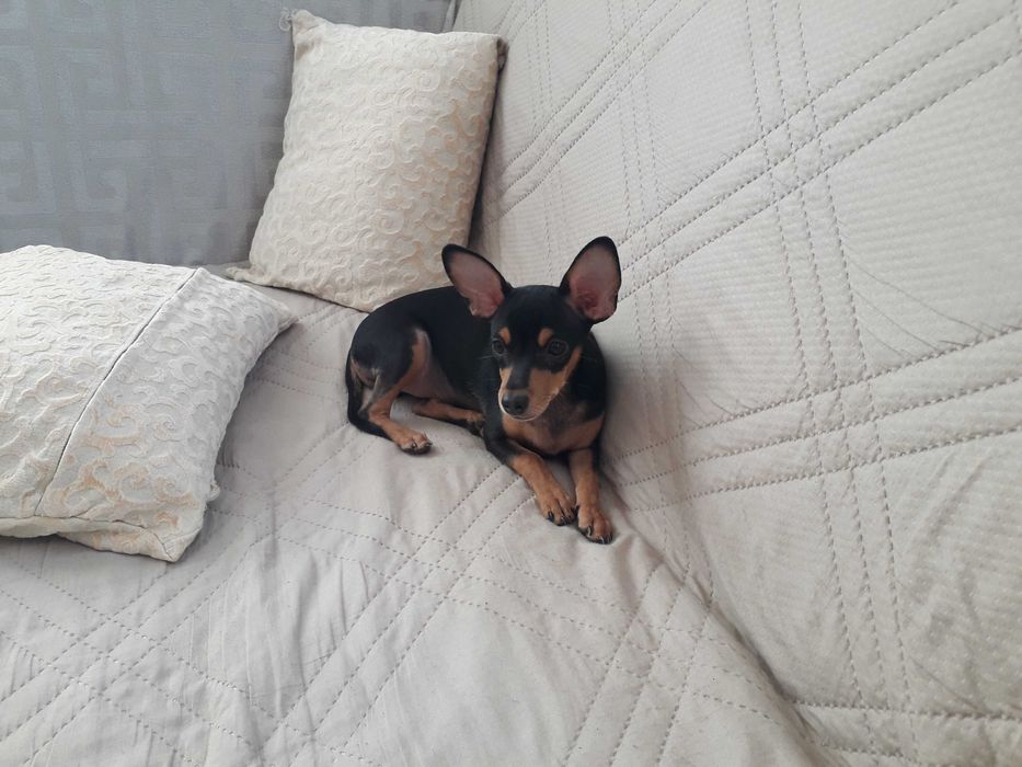 Пинчер мъжки...