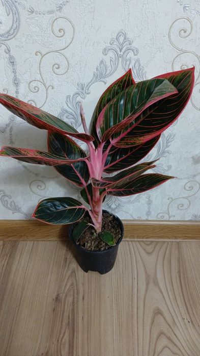 Комнатные растения