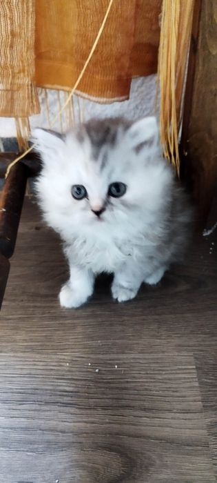 Персийски котенца