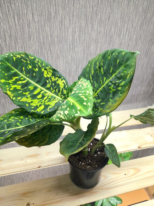 Продам Антуриумы,Диффенбахия Рефлектор