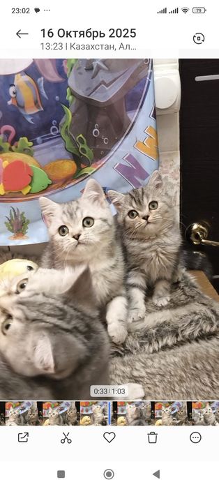 Самые красивые брит тоанские котята