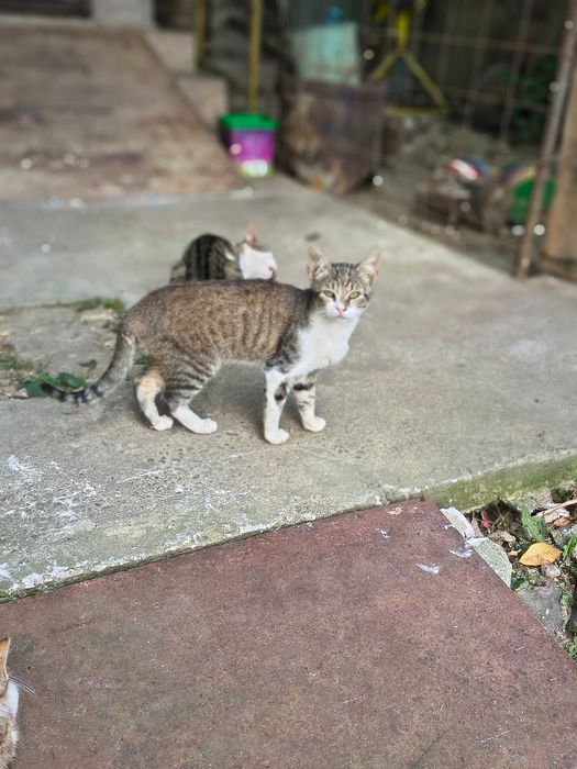Adopție animale