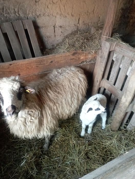 Vand berbec tânăr și o oaie cu miel