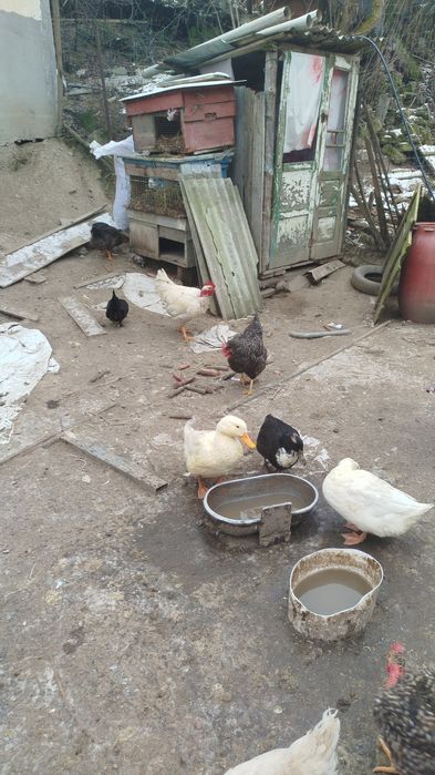 Vand 4 rate tinere 3rate si un ratoi