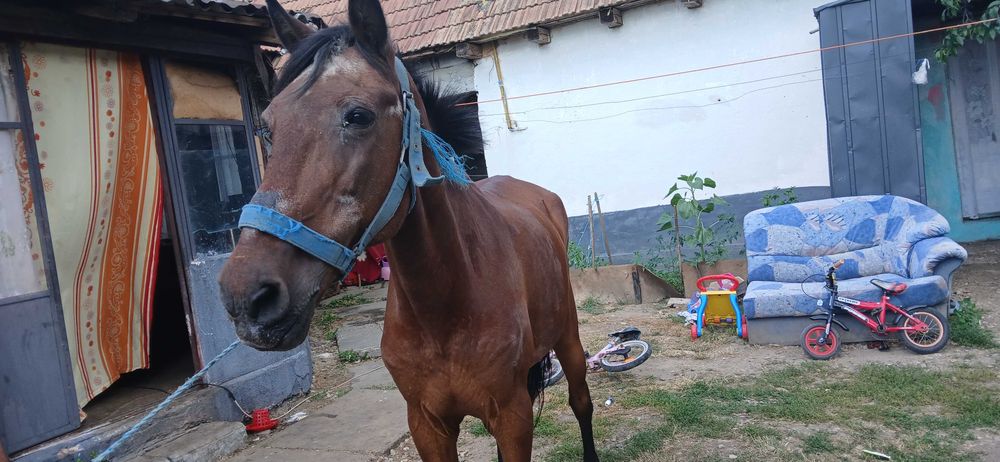 Vand o Iapă de tras urgent negociabil