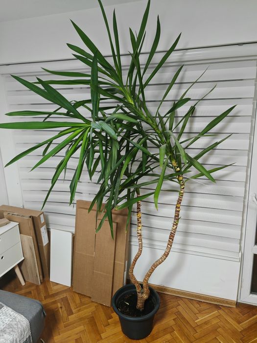 Декоративна Юка с две стълба