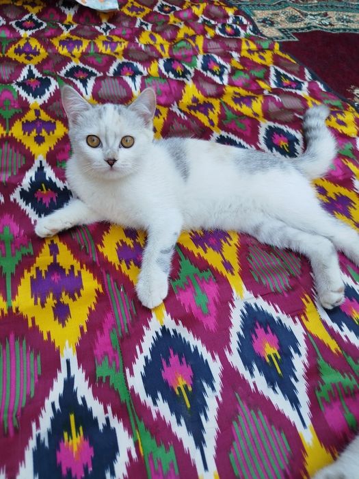 Mushuklar hadiyaga beriladi