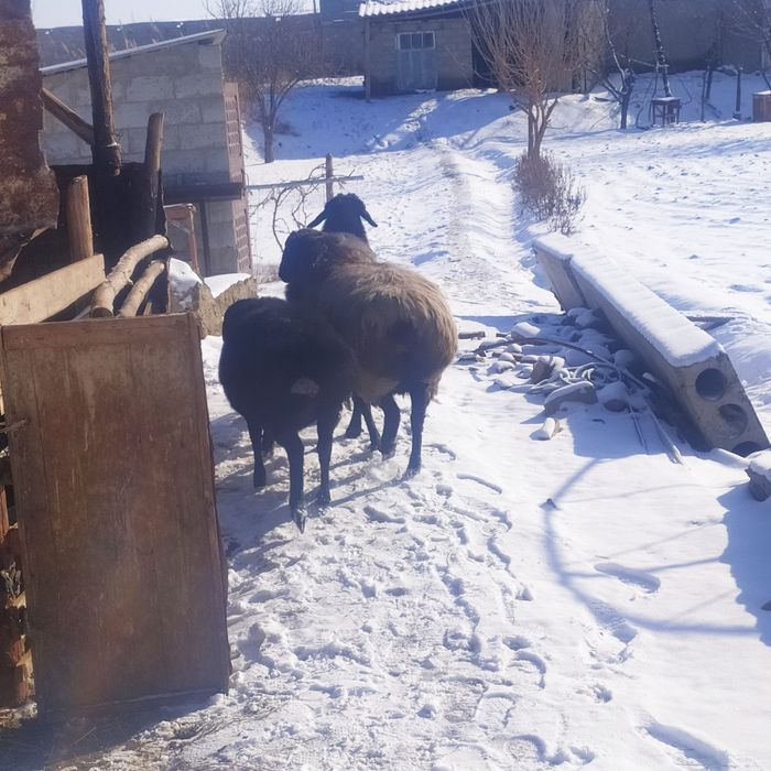 Ekkizak tug'adigan bug'o'z quyla sotiladi