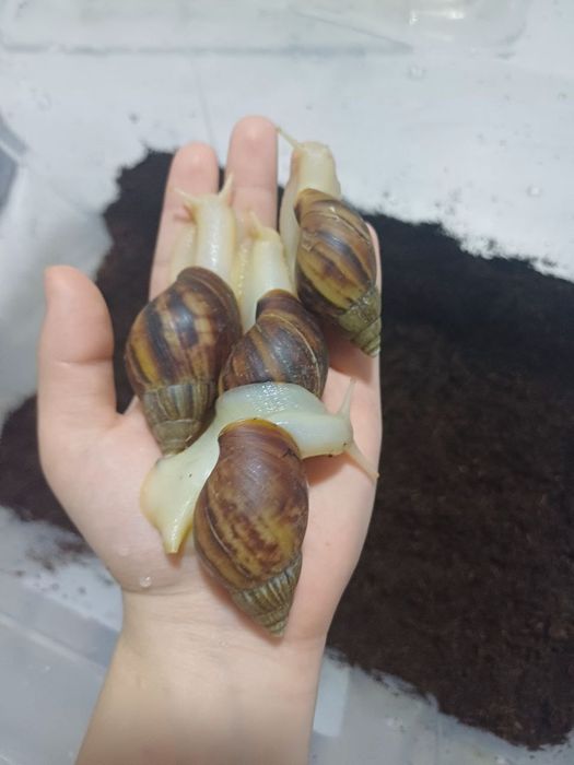 Косметические улитки Ахатина (2-3-4-6 см)