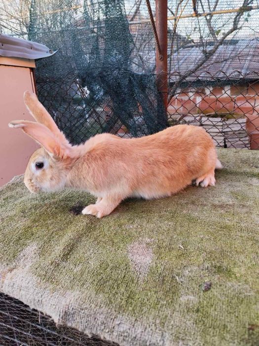 Продавам зайци и заешко месо