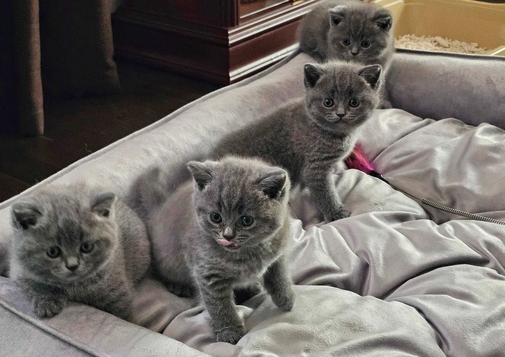 Котята британские короткошерстные