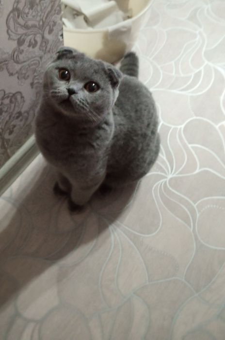 Кот в добрые руки.