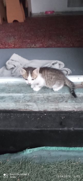 Отдам котят в хорошие руки