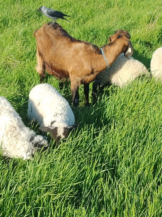 Miei buni grași bine îngrijiți