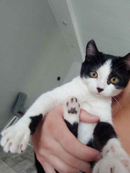 Катёнок с ладком и наполнителем