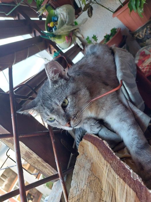 Сив Таби котарак търси дом