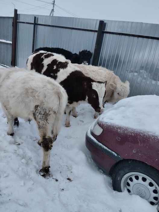 Продам бычков, телок