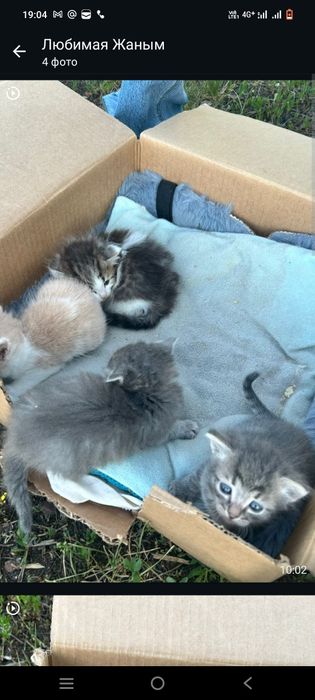 Отдам котят даром