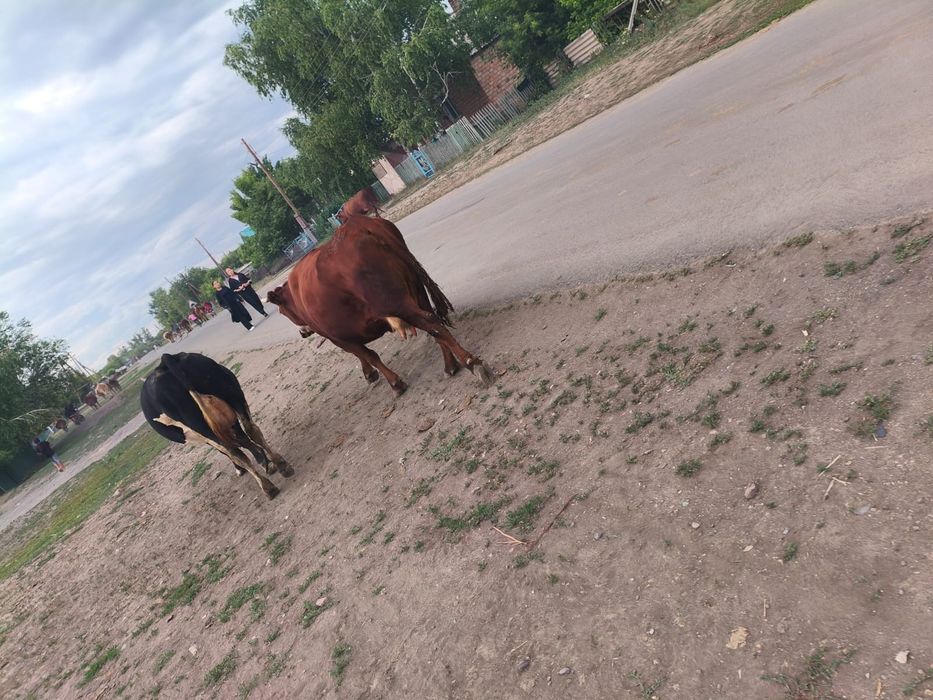 Продам корову дойную
