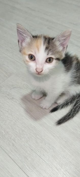 Отдам котенка,девочку. Ласковая, умная.
