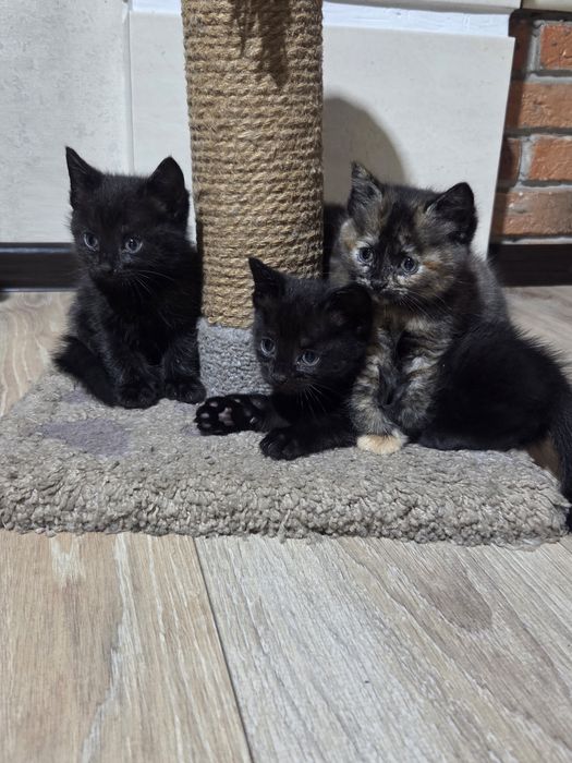 Котята, бесплатно