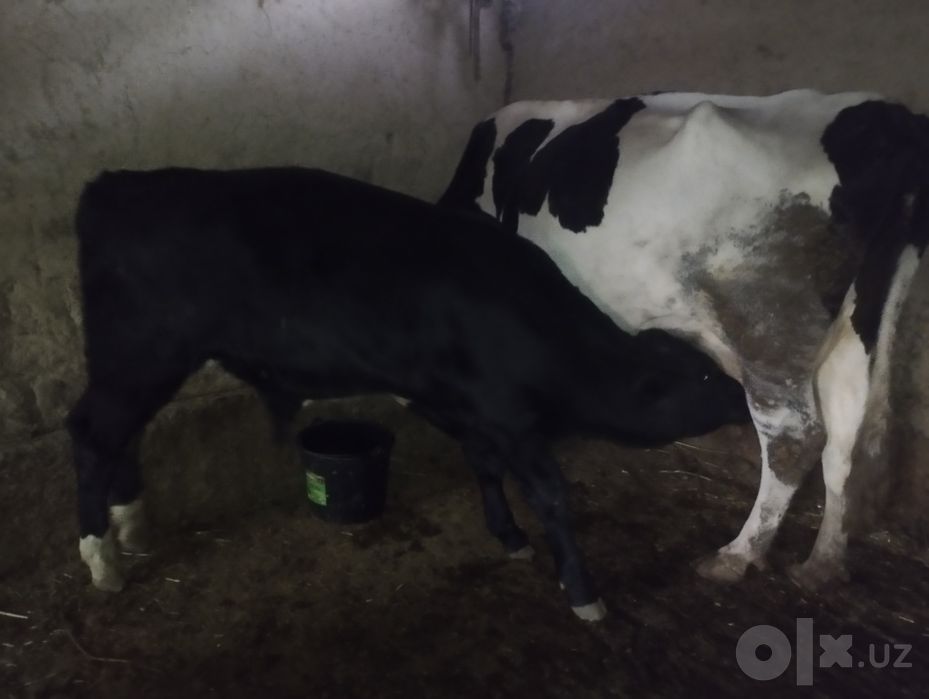 Buqacha Angus 4 oyki
