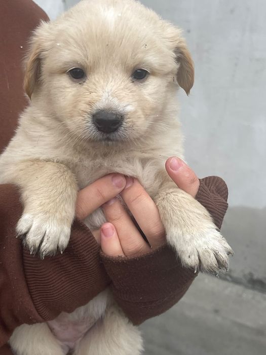 Щенята ,1 месяц.