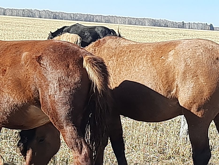 Продам лошадей в табуне.