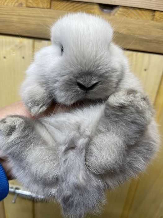 Продам декоративного кролика